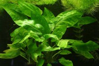 1592-Cryptocoryne-moehlmann-Klaus-Dieter-PC