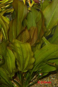 kleine Bär aqua2-010