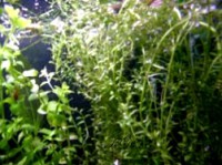 rotala_rotundifolia-Klaus-Dieter-PC