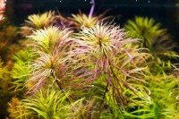 019e-(2)SternpflanzeP.stellatus