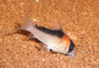 Rollei Digital Camera