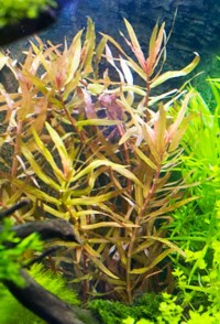 Ammannia-gracilis-Heteranthera-zosterifolia1