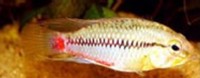 Apistogramma-hongsloi2