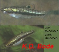 Heterandria_formosab