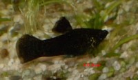 black-molly