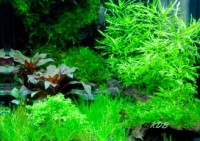 bo-101-Klaus-Dieter-PC