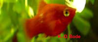 korallenplaty2