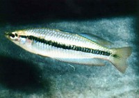 melanotaenia-nigrans1