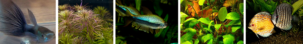 Zierfische für Einsteiger Zierfische für Einsteiger