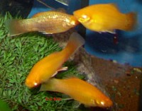 platy_gold_gelb_show