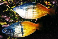 regenbogenfisch_boesemani