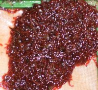 Rollei Digital Camera